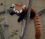 red panda ailurus fulgens zoo 24oct19