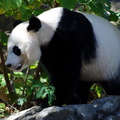 panda_bear_zoo_24oct19zac.jpg