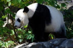 panda bear zoo 24oct19zac