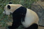 panda bear zoo 24oct19b