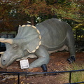 triceratops_zoo_24oct19.jpg