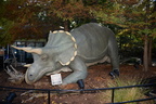 triceratops zoo 24oct19