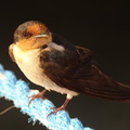 pacific swallow hirundo tahitica balingasay river bolinao 14may19zac