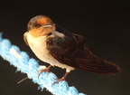 pacific swallow hirundo tahitica balingasay river bolinao 14may19zac