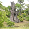 shosei-en garden kyoto 29may19c