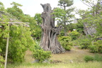 shosei-en garden kyoto 29may19c