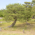 shosei-en garden kyoto 29may19a