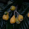 kumquat citrus japonica wildbird park 30may19a