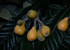 kumquat citrus japonica wildbird park 30may19a