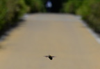 hover fly mallota dimorpha wild bird park tokyo 30may19e
