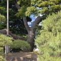 300-year-old-pine hama rikyu gardens tokyo 30may19