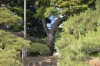 300-year-old-pine hama rikyu gardens tokyo 30may19