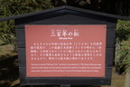 sign 300-year-old-pine hama rikyu gardens tokyo 30may19