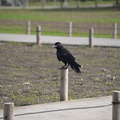 unknown bird tokyo 30may19