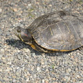 unknown turtle tokyo 30may19