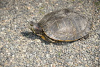 unknown turtle tokyo 30may19