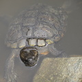 unknown turtle kyoto gyoen national garden 29may19