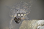 unknown turtle kyoto gyoen national garden 29may19