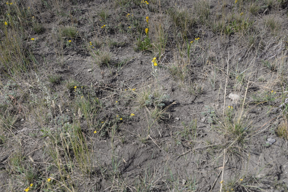 unknown flower head-smashed-in-buffalo-jump 1sep19a