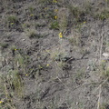 unknown flower head-smashed-in-buffalo-jump 1sep19a