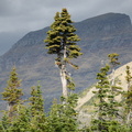 unknown tree logan pass glacier national park 2sep19a