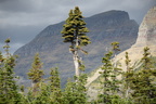 unknown tree logan pass glacier national park 2sep19a