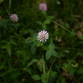 red clover bow river trail banff 2648 4sep19