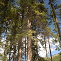 trees bow river trail banff 2640 4sep19