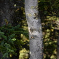 white bark pine mount sulphur banff 2557 4sep19