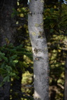white bark pine mount sulphur banff 2557 4sep19