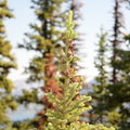 white bark pine mount sulphur banff 2554 4sep19