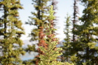 white bark pine mount sulphur banff 2554 4sep19