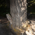 unknown tree maligne canyon 3308 6sep19