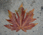 big leaf maple acer macrophylium shannon falls 3712 9sep19zac