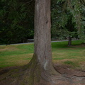 unknown tree shannon falls 3746 9sep19