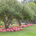 apple trees butchart gardens victoria 4012 10sep19