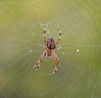 cross spider araneus diadematus butchart gardens victoria 3962a