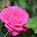 rose butchart gardens victoria 4031 10sep19