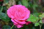 rose butchart gardens victoria 4031 10sep19