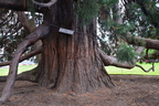 sequoia legislative grounds victoria 4141 10sep19
