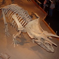 ankylosaurus drumheller 1630 31aug19zac