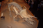 ankylosaurus drumheller 1630 31aug19zac