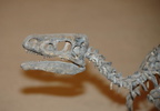 ornitholestes hermanni drumheller 1651 31aug19zac
