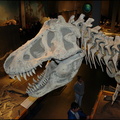 resin tyrannosaurus rex drumheller 1635 31aug19zac
