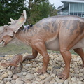pachyrhinosaurus_royal_terrell_museum_drumheller_1688_31aug19.jpg