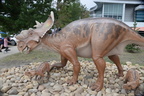 pachyrhinosaurus royal terrell museum drumheller 1688 31aug19