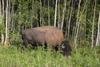 buffalo elk island alberta 1420 29aug19