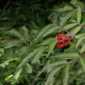 red elderberry sambucus racemosa edmonton 0689 26aug19
