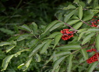 red elderberry sambucus racemosa edmonton 0689 26aug19
