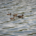 unknown duck hawrelak park edmonton 0704 26aug19